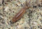  Chaetophiloscia sicula Verhoeff, 1909