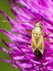  Adelphocoris lineolatus (Goeze, 1778)