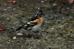 Pinson du nord, Pinson des Ardennes Fringilla montifringilla Linnaeus, 1758