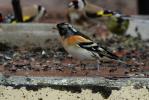 Pinson du nord, Pinson des Ardennes Fringilla montifringilla Linnaeus, 1758