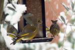 Verdier d'Europe Carduelis chloris (Linnaeus, 1758)