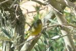 Verdier d'Europe Carduelis chloris (Linnaeus, 1758)