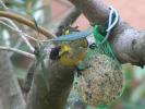 Tarin des aulnes Carduelis spinus (Linnaeus, 1758)