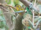 Tarin des aulnes Carduelis spinus (Linnaeus, 1758)