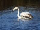 Flamant rose Phoenicopterus roseus Pallas, 1811