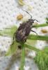  Deraeocoris punctum (Rambur, 1839)