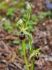  Ophrys occidentalis (Scappat.) Scappat. & M.Demange, 2005