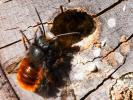  Osmia cornuta (Latreille, 1805)