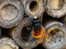  Osmia cornuta (Latreille, 1805)