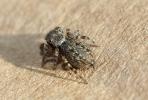  Euophrys 