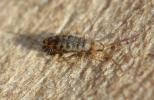  Entomobrya multifasciata (Tullberg, 1871)