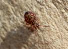  Dicyrtomina ornata (Nicolet, 1842)