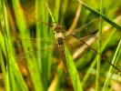 Sympétrum jaune d'or (Le) Sympetrum flaveolum (Linnaeus, 1758)