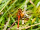 Sympétrum jaune d'or (Le) Sympetrum flaveolum (Linnaeus, 1758)