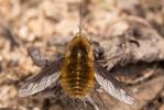 Grand bombyle Bombylius major Linnaeus, 1758