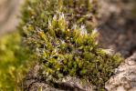  Coscinodon cribrosus (Hedw.) Spruce, 1849