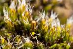  Coscinodon cribrosus (Hedw.) Spruce, 1849