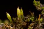  Orthotrichum tenellum Bruch ex Brid., 1827