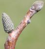 Noyer commun, Calottier Juglans regia L., 1753