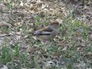 Grosbec casse-noyaux Coccothraustes coccothraustes (Linnaeus, 1758)