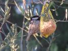 Mésange noire Periparus ater (Linnaeus, 1758)