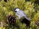 Mésange noire Periparus ater (Linnaeus, 1758)