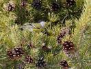 Venturon montagnard Carduelis citrinella (Pallas, 1764)