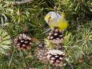Venturon montagnard Carduelis citrinella (Pallas, 1764)