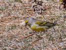 Venturon montagnard Carduelis citrinella (Pallas, 1764)