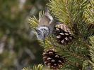 Mésange huppée Lophophanes cristatus (Linnaeus, 1758)