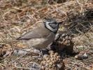Mésange huppée Lophophanes cristatus (Linnaeus, 1758)
