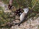 Mésange huppée Lophophanes cristatus (Linnaeus, 1758)