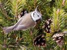 Mésange huppée Lophophanes cristatus (Linnaeus, 1758)