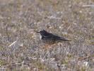 Grive draine Turdus viscivorus Linnaeus, 1758