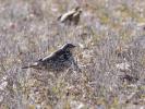 Grive draine Turdus viscivorus Linnaeus, 1758