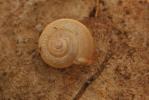 Petit moine Monacha cartusiana (O.F. Müller, 1774)