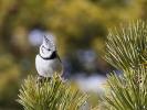 Mésange huppée Lophophanes cristatus (Linnaeus, 1758)