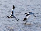Avocette élégante Recurvirostra avosetta Linnaeus, 1758