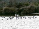 Avocette élégante Recurvirostra avosetta Linnaeus, 1758