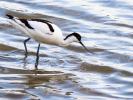 Avocette élégante Recurvirostra avosetta Linnaeus, 1758
