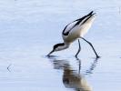 Avocette élégante Recurvirostra avosetta Linnaeus, 1758