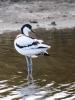 Avocette élégante Recurvirostra avosetta Linnaeus, 1758