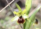 Ophrys araignée, Oiseau-coquet Ophrys aranifera Huds., 1778