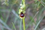 Ophrys d'Aymonin Ophrys aymoninii (Breistr.) Buttler, 1986