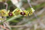 Ophrys d'Aymonin Ophrys aymoninii (Breistr.) Buttler, 1986