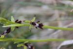 Ophrys mouche Ophrys insectifera L., 1753