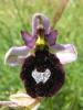 Ophrys de Bertoloni, Ophrys Aurélia Ophrys bertolonii Moretti, 1823