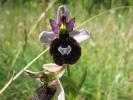 Ophrys de Bertoloni, Ophrys Aurélia Ophrys bertolonii Moretti, 1823