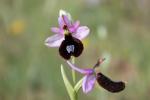 Ophrys de Bertoloni, Ophrys Aurélia Ophrys bertolonii Moretti, 1823