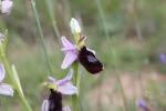 Ophrys de Bertoloni, Ophrys Aurélia Ophrys bertolonii Moretti, 1823